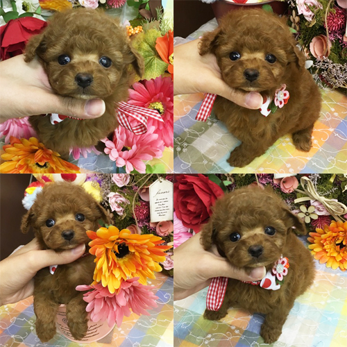 五つ星子犬館
