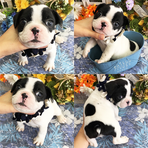 五つ星子犬館