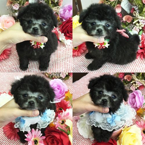 五つ星子犬館