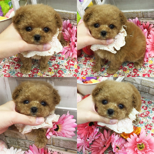 五つ星子犬館