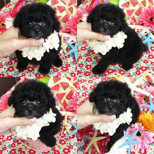 五つ星子犬館