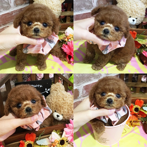 五つ星子犬館