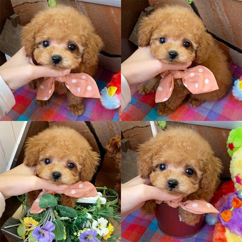 五つ星子犬館