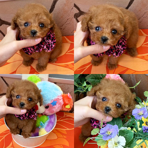 五つ星子犬館