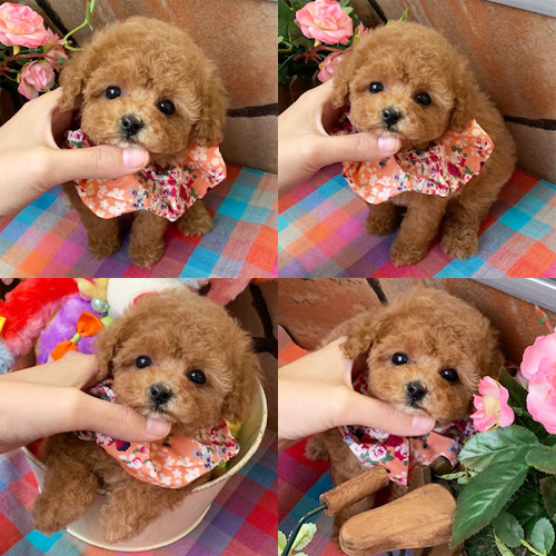 五つ星子犬館