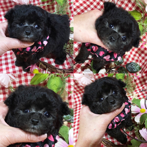 五つ星子犬館