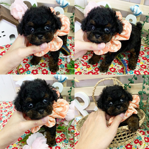 五つ星子犬館