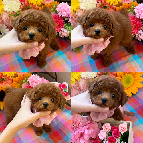 五つ星子犬館