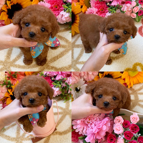 五つ星子犬館