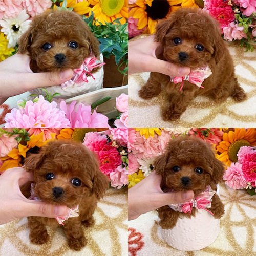 五つ星子犬館