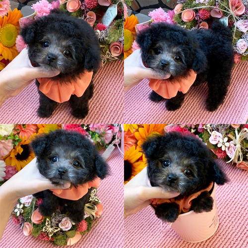 五つ星子犬館