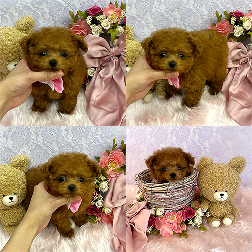 五つ星子犬館