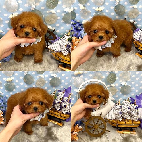 五つ星子犬館