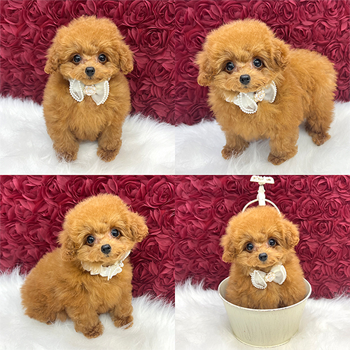 �܂��q����