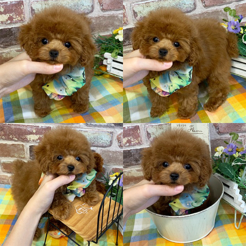 五つ星子犬館