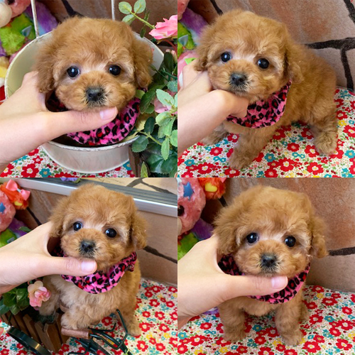五つ星子犬館