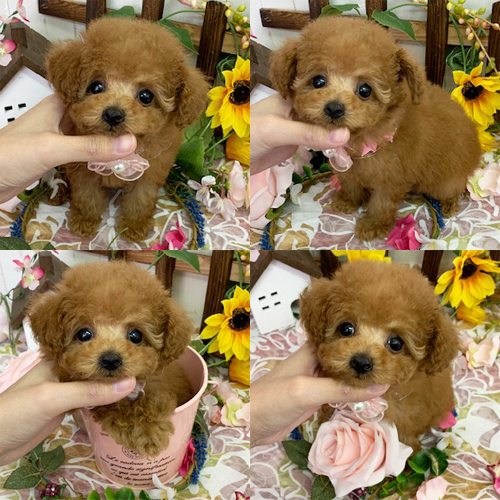 五つ星子犬館