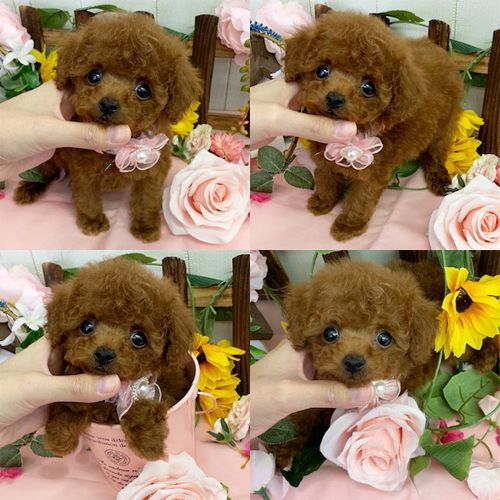 五つ星子犬館