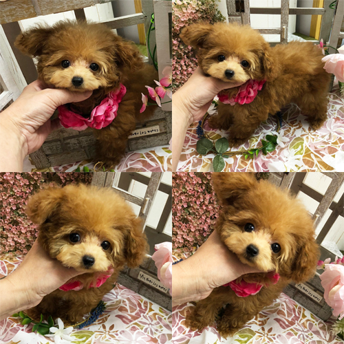 五つ星子犬館