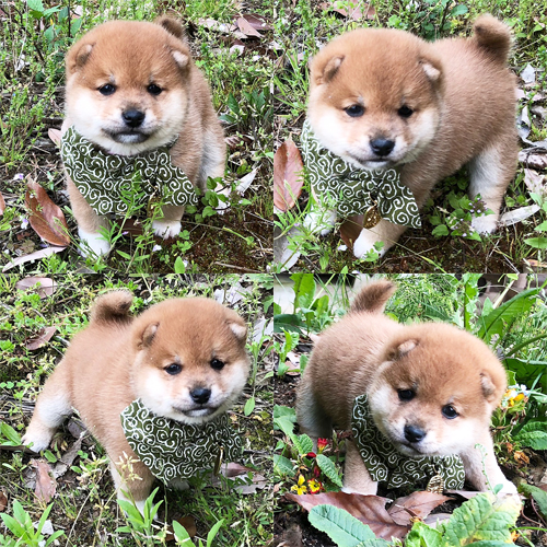 五つ星子犬館