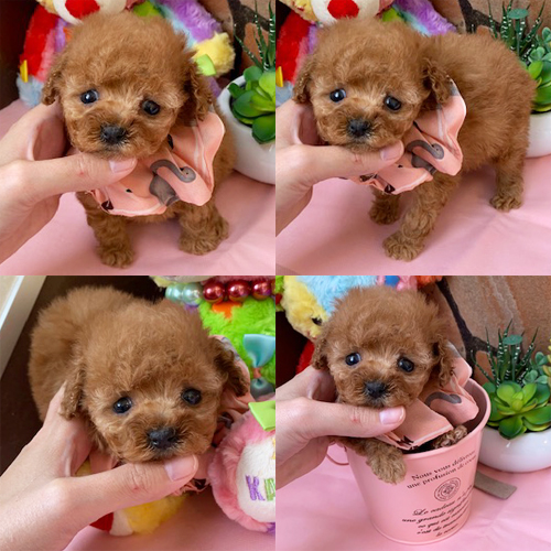 五つ星子犬館