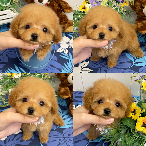 五つ星子犬館