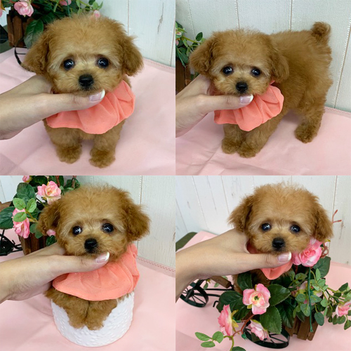 五つ星子犬館