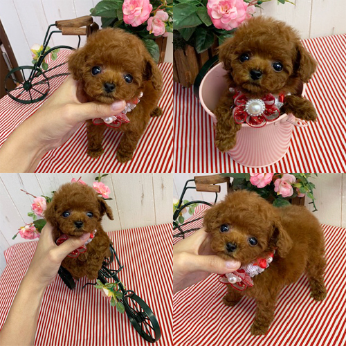 五つ星子犬館