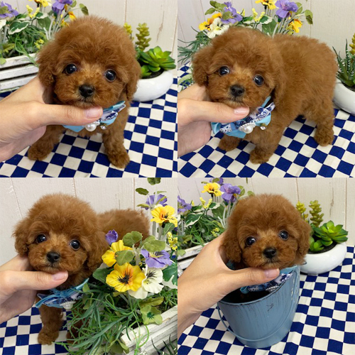 五つ星子犬館