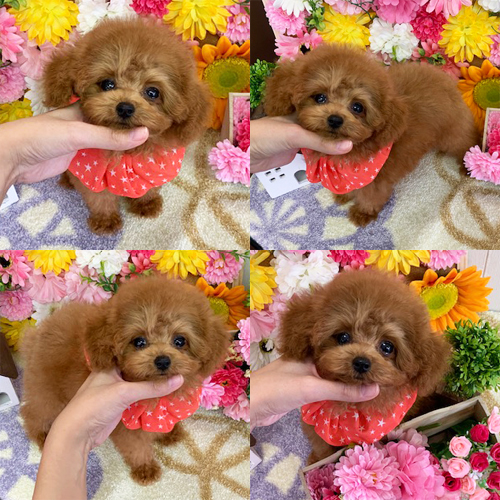 五つ星子犬館