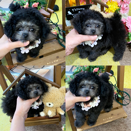 五つ星子犬館