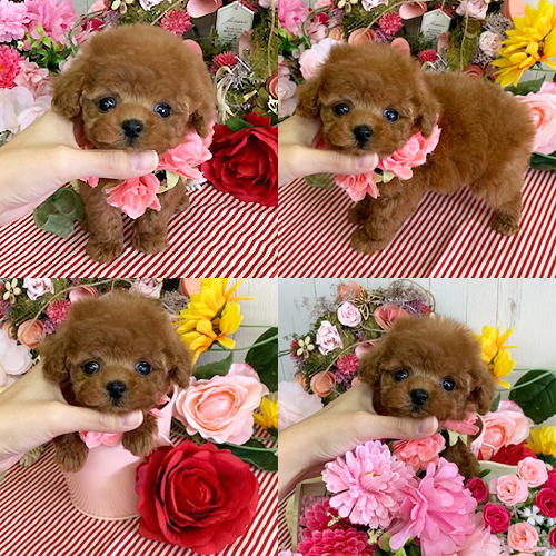 五つ星子犬館