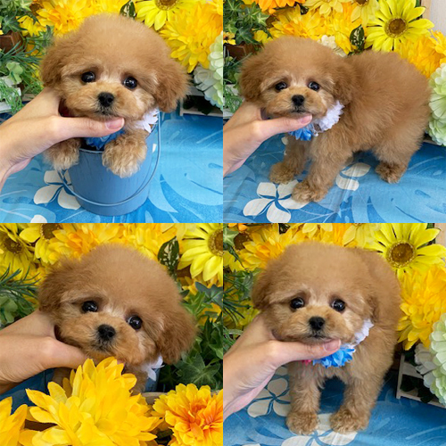 五つ星子犬館