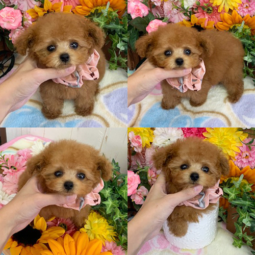 五つ星子犬館