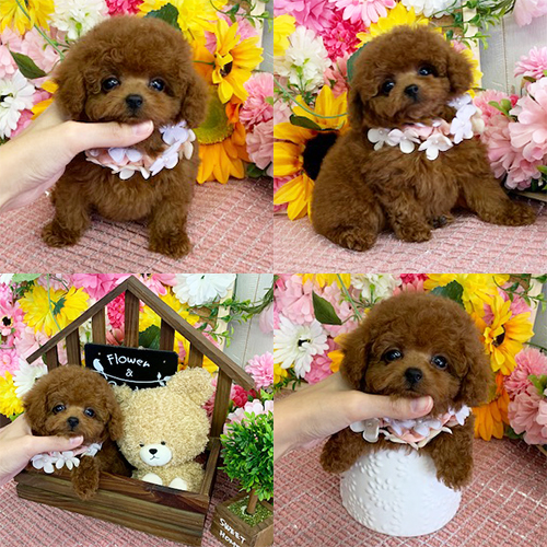五つ星子犬館