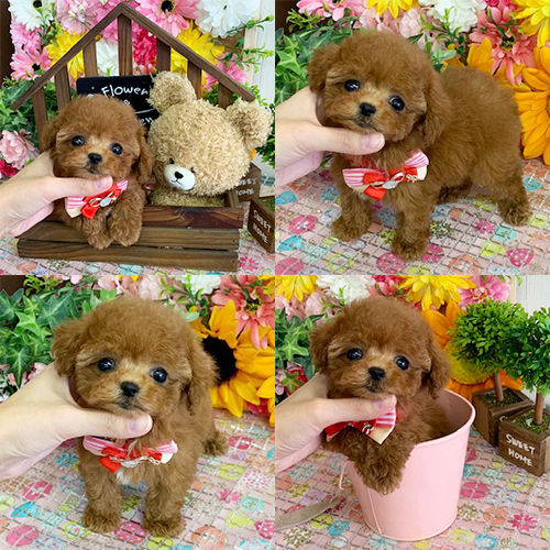 五つ星子犬館