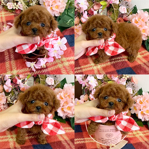 五つ星子犬館
