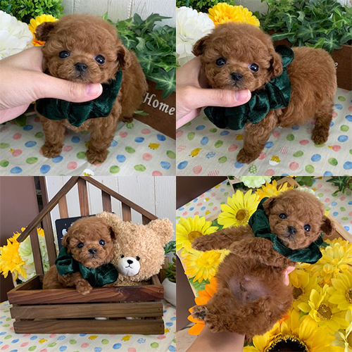 五つ星子犬館