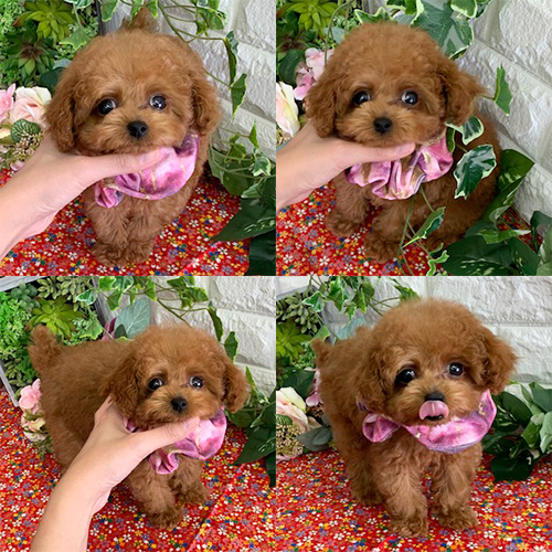 五つ星子犬館