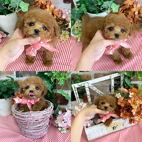 五つ星子犬館