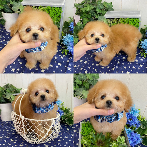 五つ星子犬館