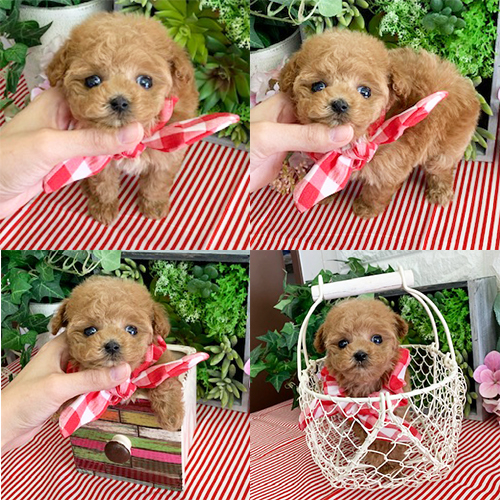 五つ星子犬館