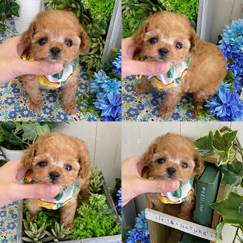 五つ星子犬館