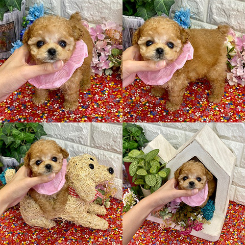 五つ星子犬館