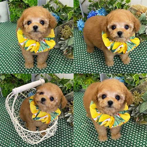 五つ星子犬館