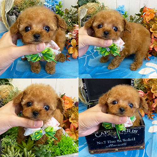 五つ星子犬館
