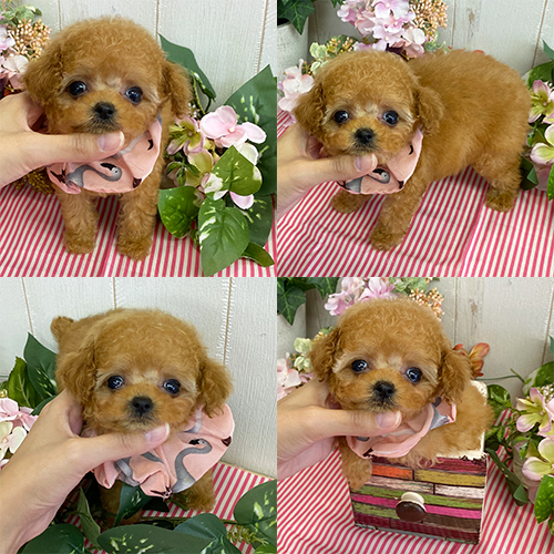 五つ星子犬館