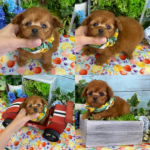 五つ星子犬館