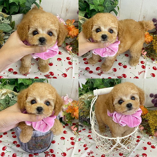 五つ星子犬館