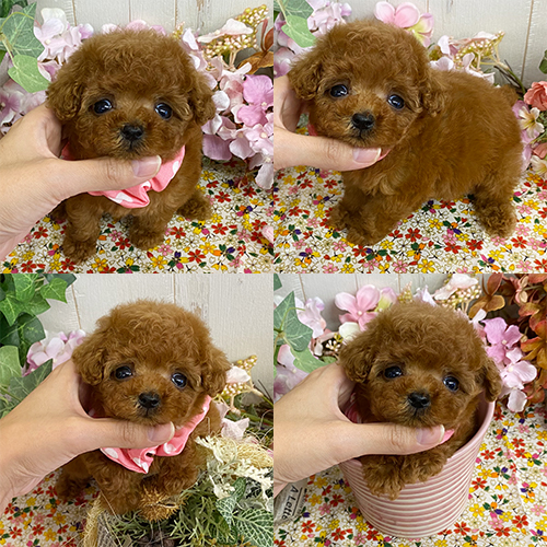 五つ星子犬館